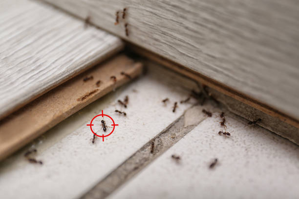 Best Ant Control Services  in Cass City, MI