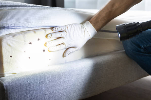 Best Residential Pest Control  in Cass City, MI