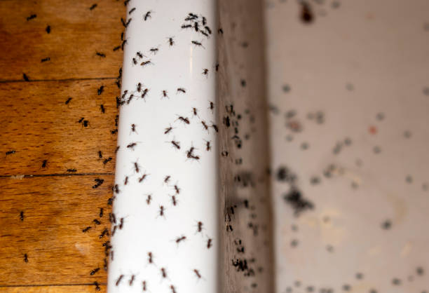 Best Affordable Pest Control Services  in Cass City, MI