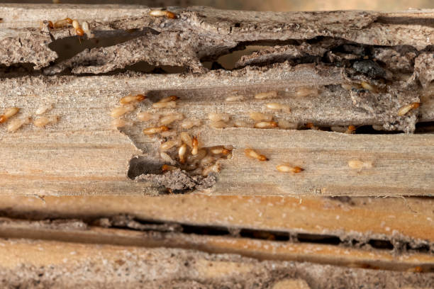 Best Wasp Removal Services  in Cass City, MI